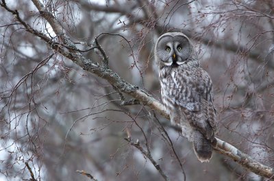 Laplanduil/Great Grey Owl