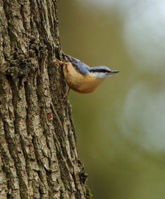 Boomklever/Nuthatch