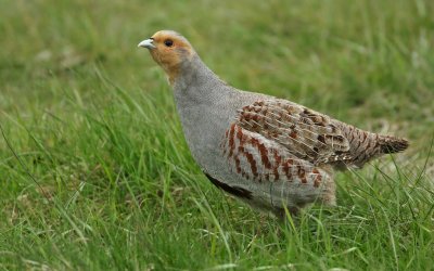 Patrijs/Grey Partridge
