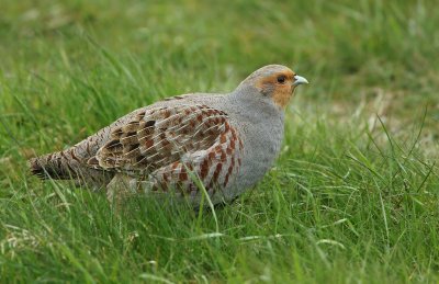 Patrijs/Grey Partridge