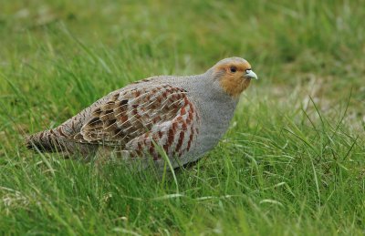 Patrijs/Grey Partridge