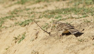 Rotsmus/Rock Sparrow