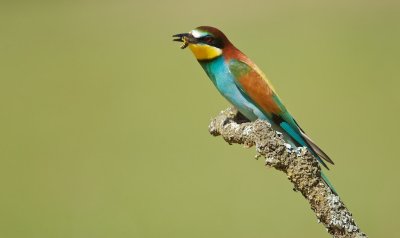 Bijeneter/Bee-eater