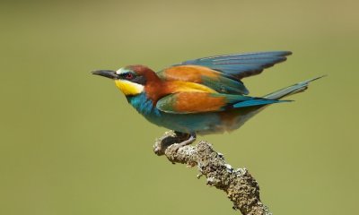 Bijeneter/Bee-eater