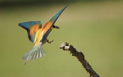 Bijeneter/Bee-eater