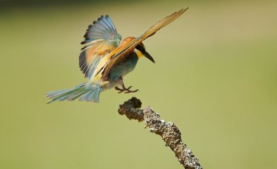 Bijeneter/Bee-eater