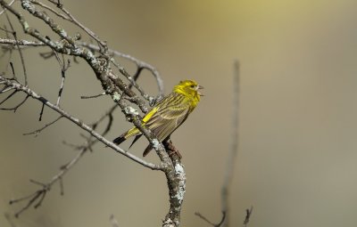 Europese Kanarie/Serin