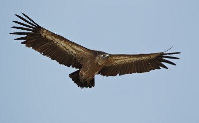 Vale Gier/Griffon Vulture