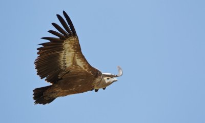 Vale Gier/Griffon Vulture