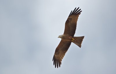 Zwarte Wouw/Black Kite