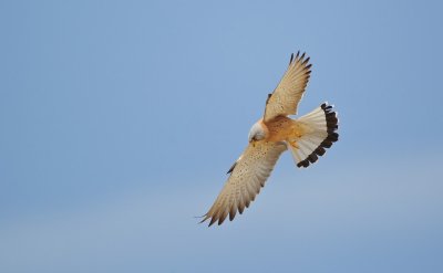 Kleine Torenvalk/Lesser Kestrel