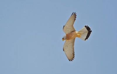 Kleine Torenvalk/Lesser Kestrel