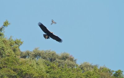 Spaanse Keizerarend/Spanish Imperial Eagle