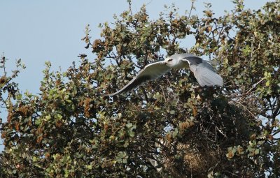Grijze Wouw/Black-winged Kite