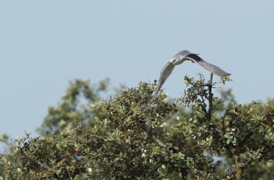 Grijze Wouw/Black-winged Kite