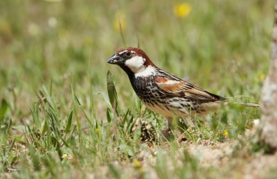 Spaanse Mus/Spanish Sparrow