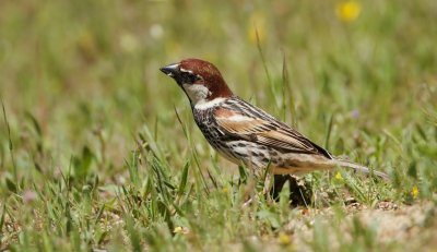 Spaanse Mus/Spanish Sparrow