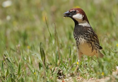 Spaanse Mus/Spanish Sparrow