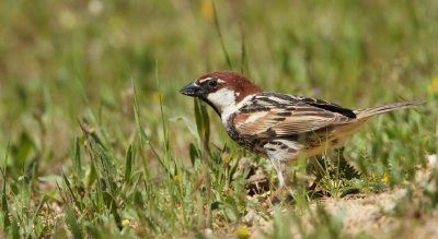 Spaanse Mus/Spanish Sparrow