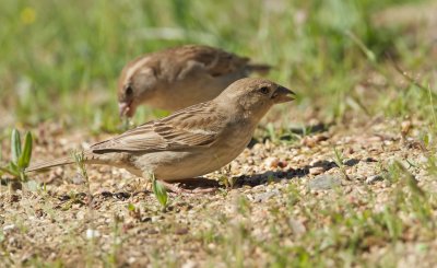 Spaanse Mus/Spanish Sparrow