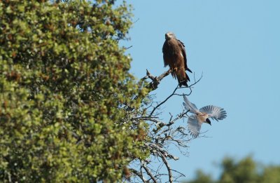 Zwarte Wouw/Black Kite & Blauwe Ekster/Azure-winged Magpie