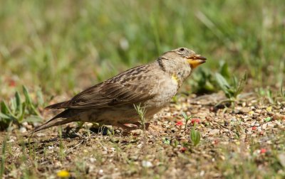 Rotsmus/Rock Sparrow