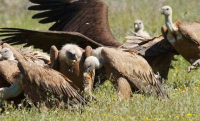 Vale Gier/Griffon Vulture