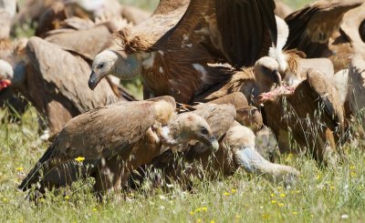 Vale Gier/Griffon Vulture