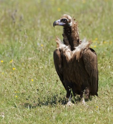 Monniksgier/Black Vulture