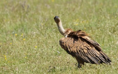Vale Gier/Griffon Vulture