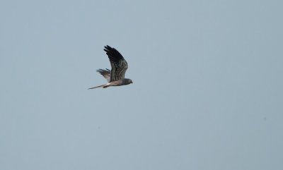 Grauwe Kiekendief/Montagu's Harrier