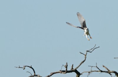 Grijze Wouw/Black-winged Kite