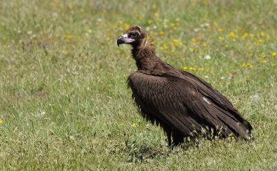 Monniksgier/Black Vulture