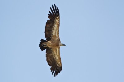 Vale Gier/Griffon Vulture