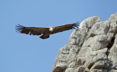 Vale Gier/Griffon Vulture