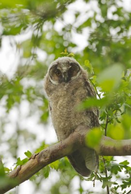 Ransuil/Long-eared Owl