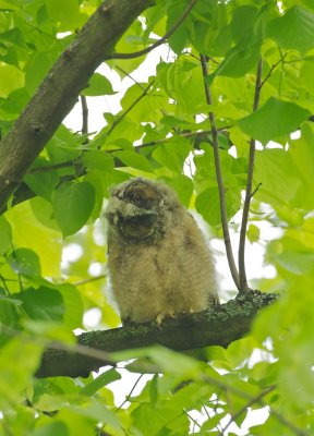 Ransuil/Long-eared Owl