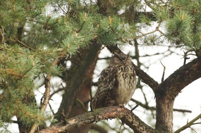 Oehoe/Eagle Owl