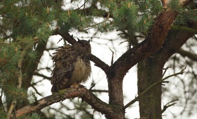 Oehoe/Eagle Owl