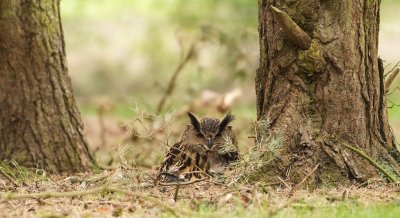 Oehoe/Eagle Owl