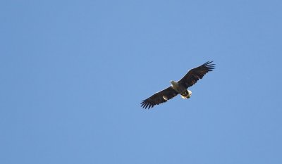 Zeearend/White-tailed Eagle