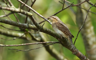 Draaihals/Wryneck