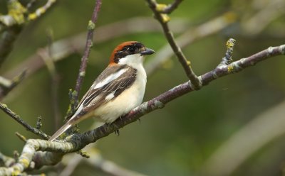 Roodkopklauwier/Woodchat Shrike