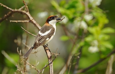 Roodkopklauwier/Woodchat Shrike