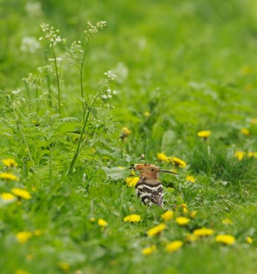 Hop/Hoopoe