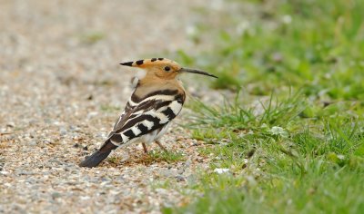 Hop/Hoopoe