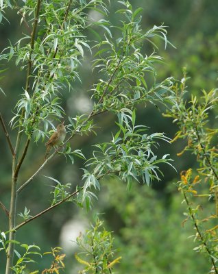 Krekelzanger/River Warbler