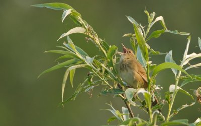 Krekelzanger/River Warbler
