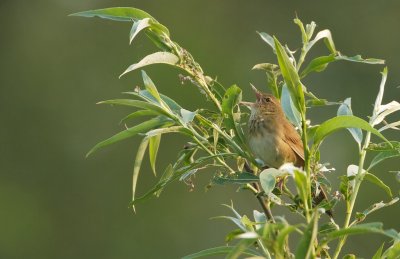 Krekelzanger/River Warbler