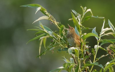 Krekelzanger/River Warbler